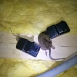 Rat traps catching both mice and rats - Owl pest control Dublin