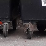 Rats running on wheelie bins - Owl pest control Dublin