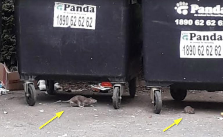 Rats running under wheelie bins in Dublin - Owl pest control Dublin