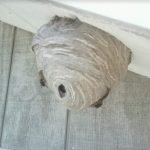 Small wasp nest hanging from a roof