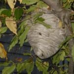 Wasp nest built in a tree