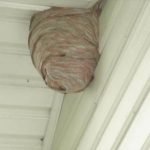 Wasp nest hanging from the apex of a roof