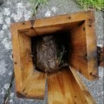 Wasp nest in a bird house