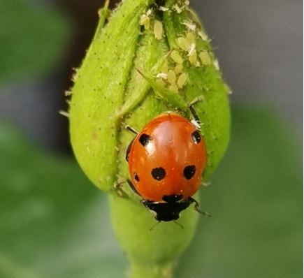 Ladybird Eating Greenflies on Rose Bud