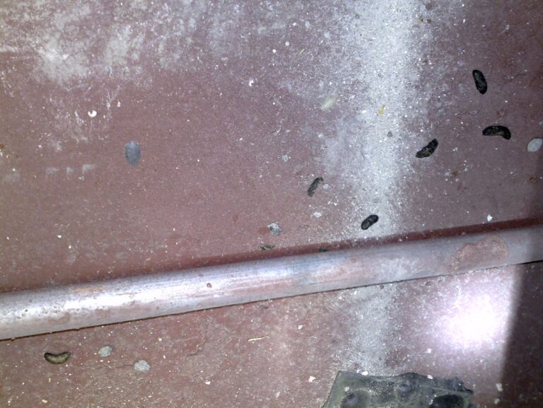 Rodent droppings - Signs of Activity
