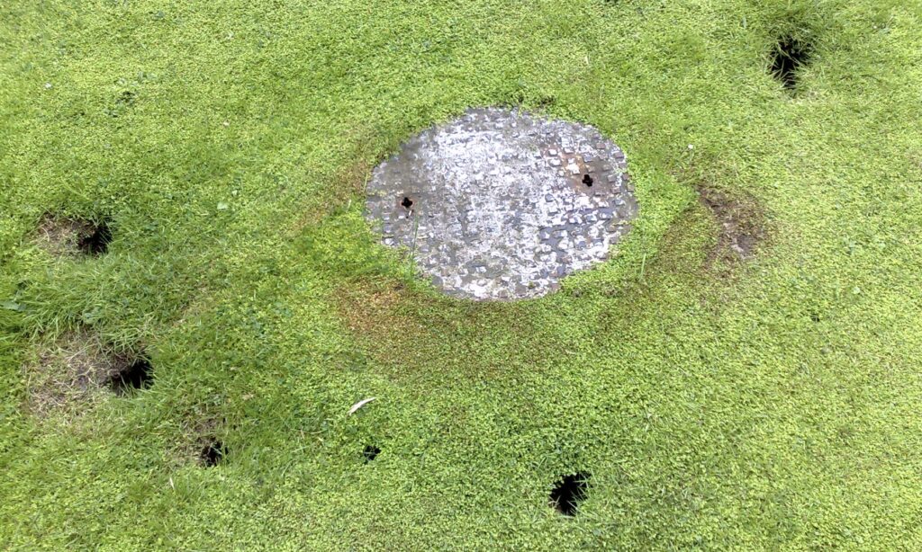 Mild September in Dublin Could Mean a Rat Boom This Winter