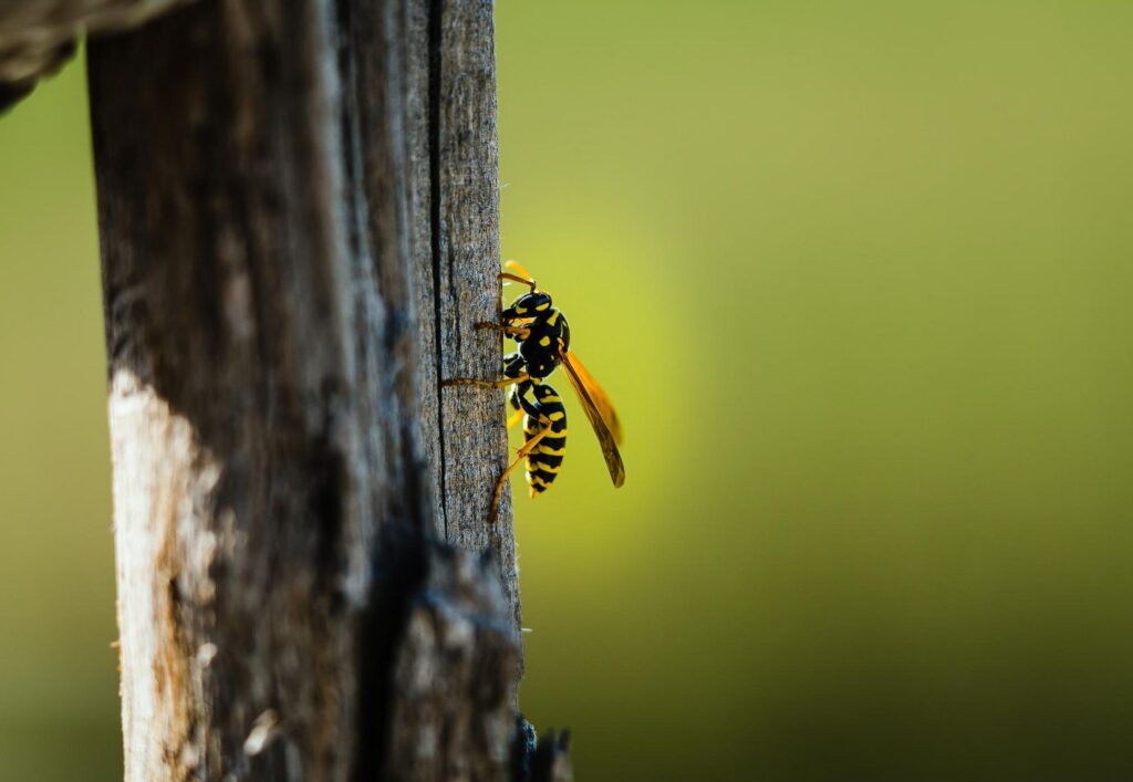 Dublin's Warm Autumn Could Mean Bigger Wasp Nests — Here’s What to Do