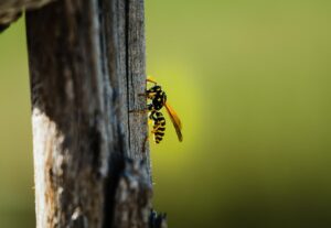 Dublin's Warm Autumn Could Mean Bigger Wasp Nests — Here’s What to Do