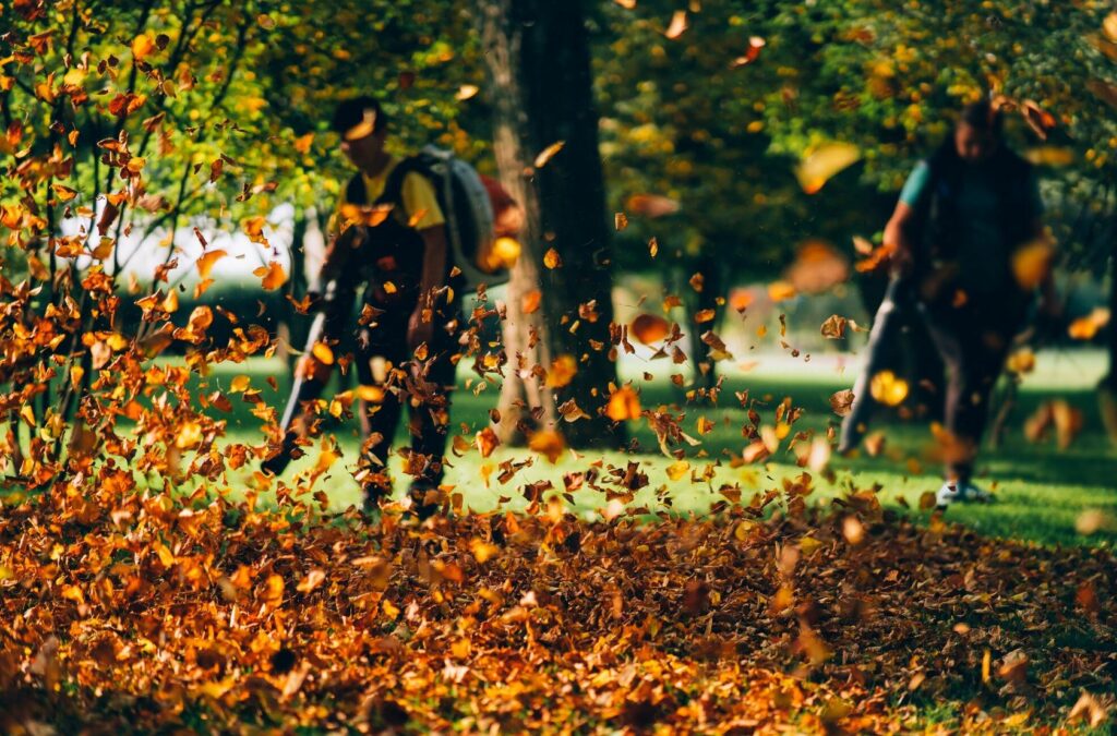 36 Autumn Cleanup Pest Prevention Dublin