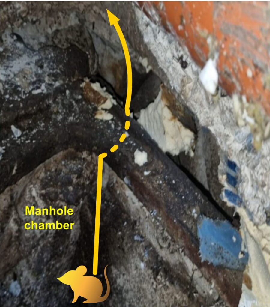 5. The manhole cover frame appears rusted and rats burrowed an access around it