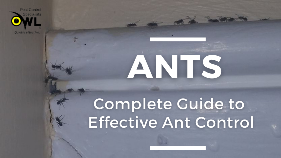 Complete Guide to effective ant control