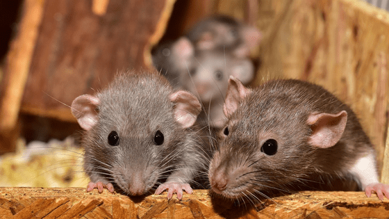 How To Prevent A Rodent Infestation This Winter