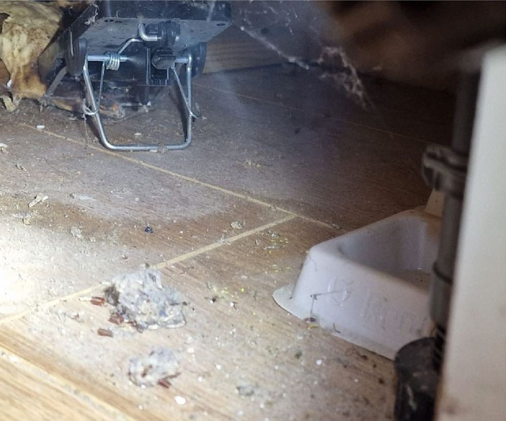 rats under floor investigation - Failed under floor rat control measures
