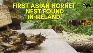 First Asian Hornet Found in Ireland