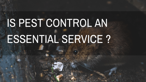 Is Pest Control an Essential Service in Ireland-Owl pest control Dublin