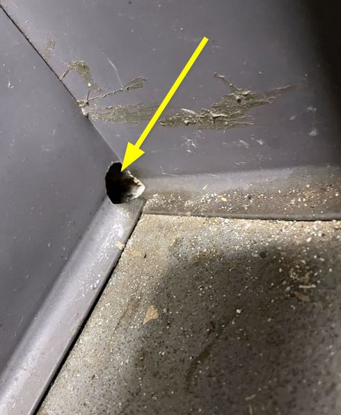 Mice chew hole through base of wall