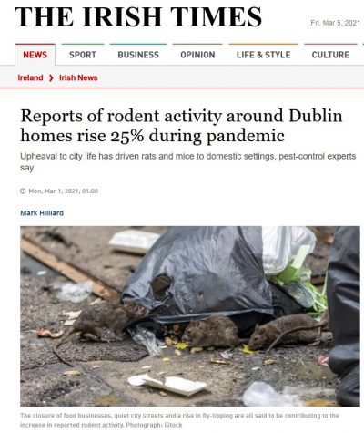Owl speaks with Irish Times - reports rodent activity during pandemic