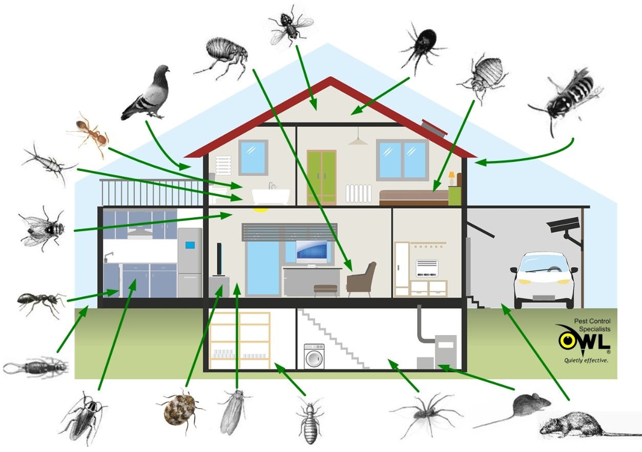 #1 Professional Residential Pest Control Services In Dublin