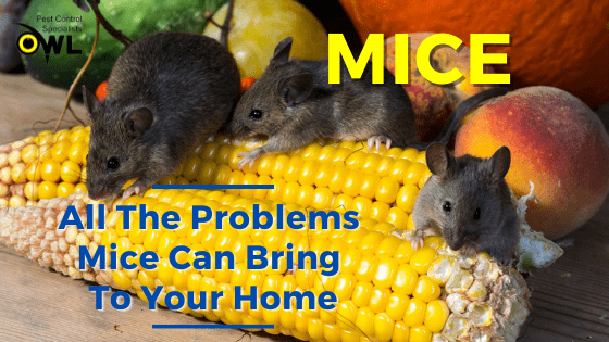 Owl Pest Control Dublin - Problems House Mouse Can Bring To Your Home