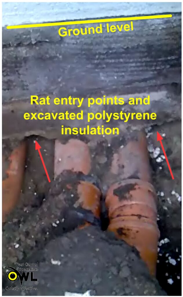 Rat entry points from damaged sewer pipes to house (see burrows and excavated polystyrene insulation)