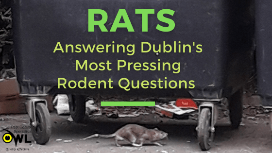 Rats - Answering Rodent Questions Blog Banner - Owl Pest Control Dublin