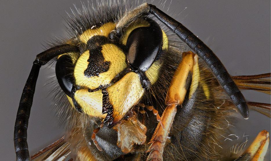 Seasonal-Pest-Control-Tips-for-Dublin-wasps