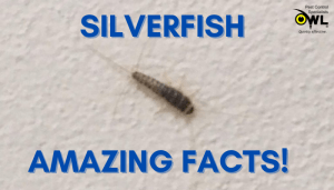 Silverfish Facts post banner - Owl pest control Dublin