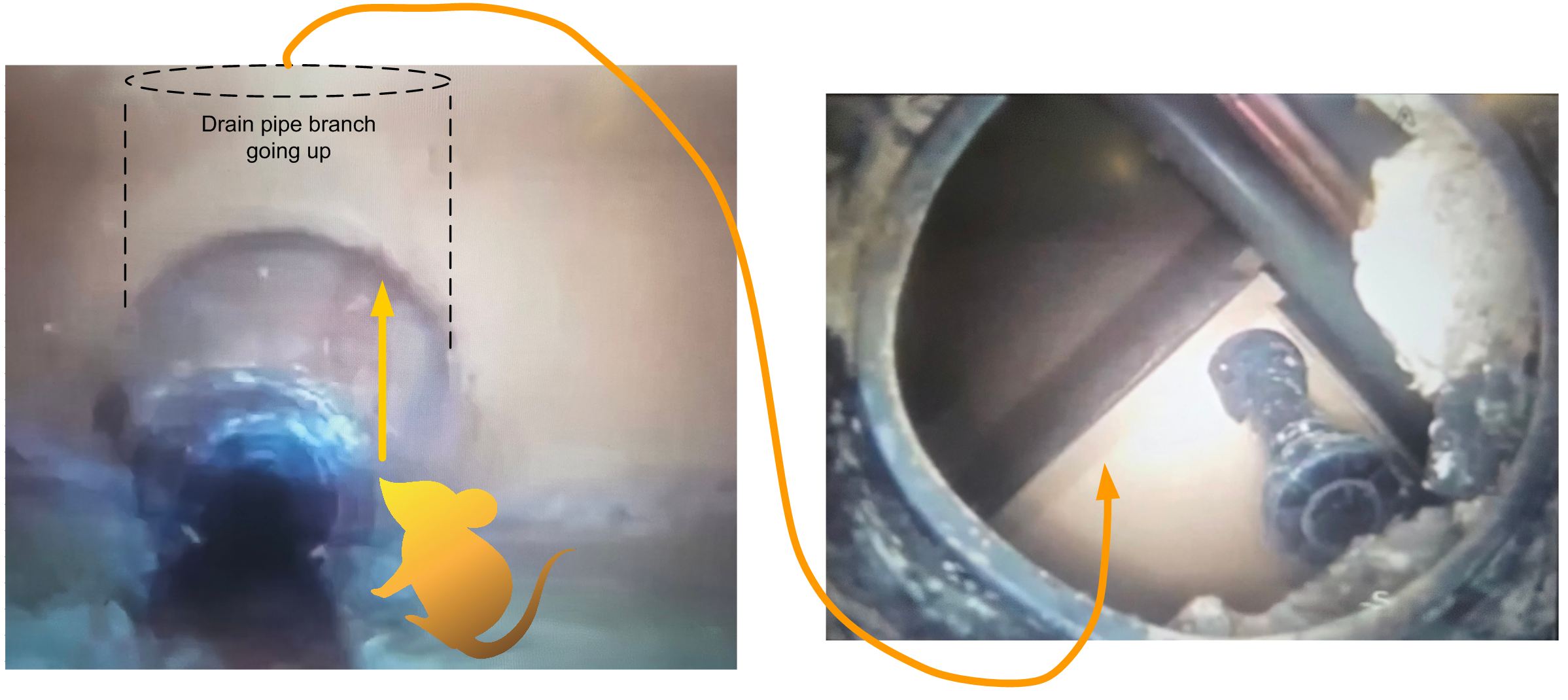 Uncapped Drains - Rat access kitchen units