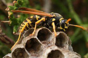 Owl Pest Control Dublin - Wasp nest removal