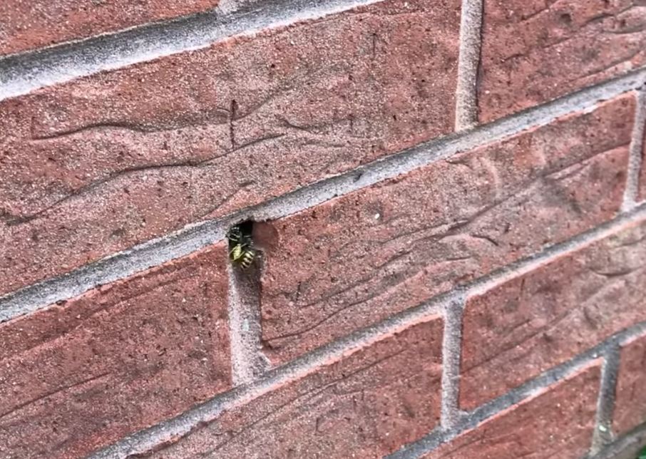 Wasp nest located in cavity wall, treated with no structural damage