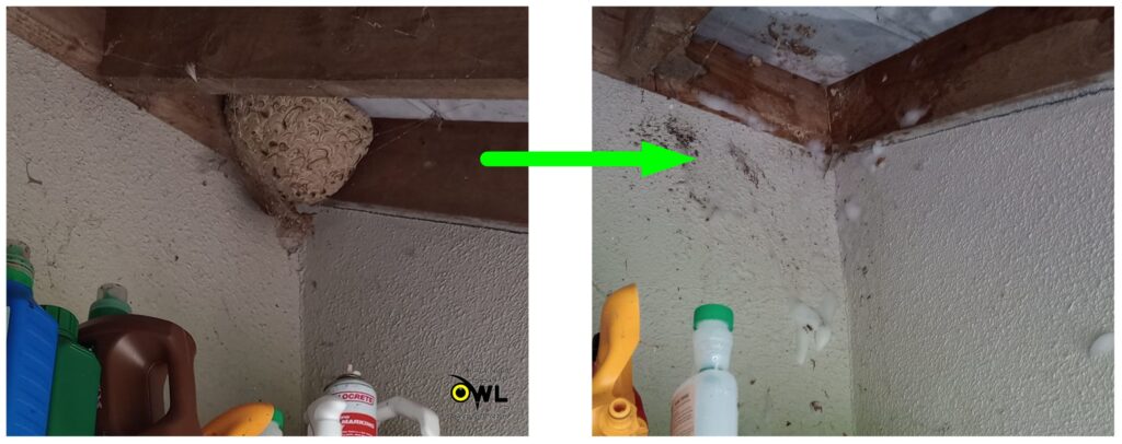 Active wasp nest inside garden shed in Terenure - Owl Pest Control 01