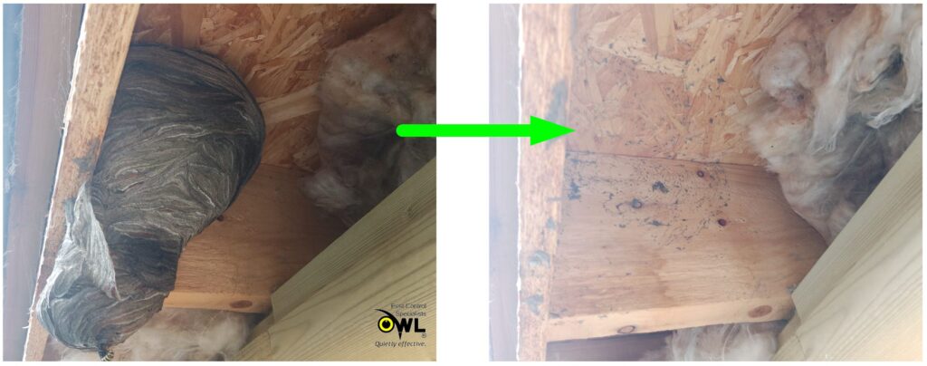 Wasp nest removal before after - Owl Pest Control 02