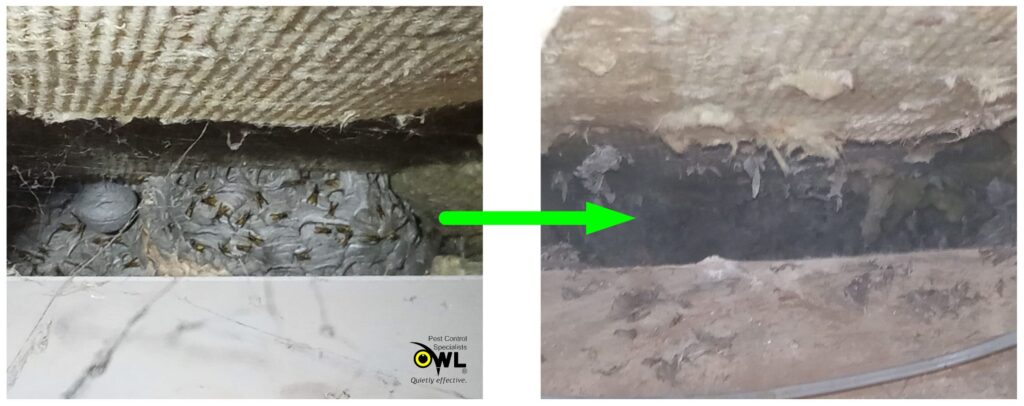 Wasp nest treatment under roof fascia in Dublin home - Owl Pest Control