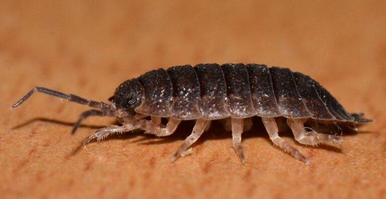 Owl Pest Control Dublin - Woodlice-pillbug- sowbug-1