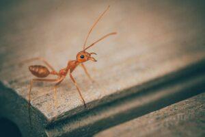 ant infestation 6