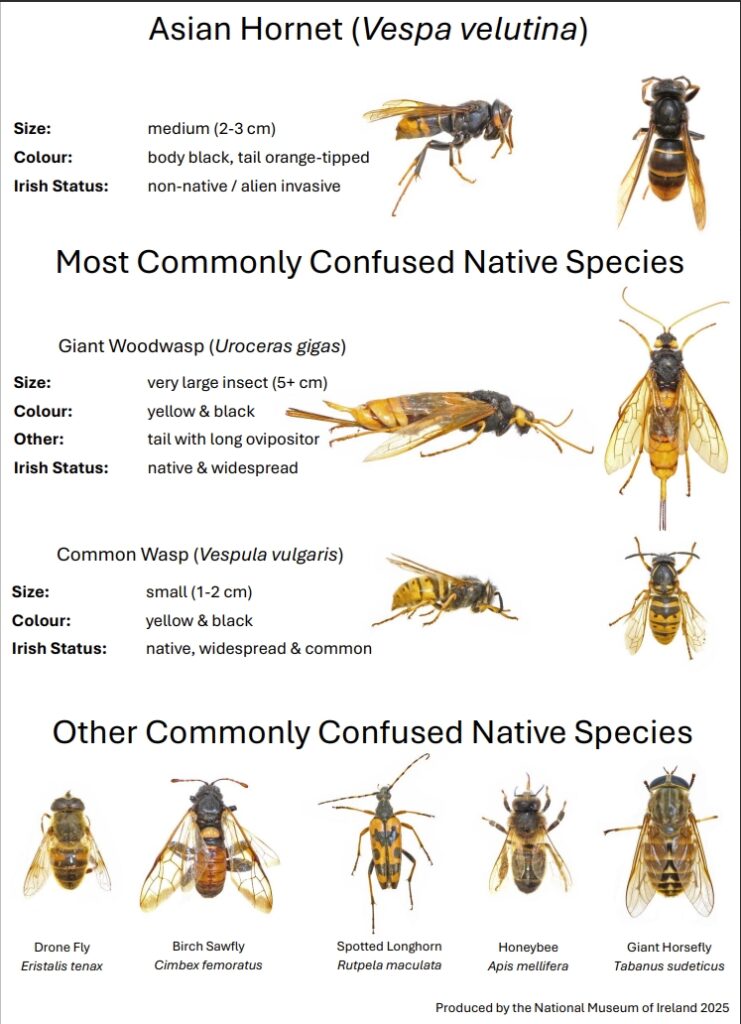 Asian hornet (Vespa velutina) compared with native Irish wasp and Giant Woodwasp – size and colour differences