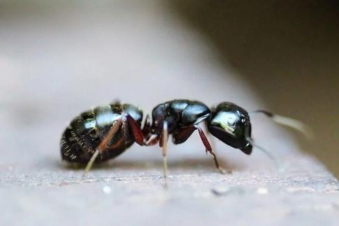 black-ant-effective ant-control 2