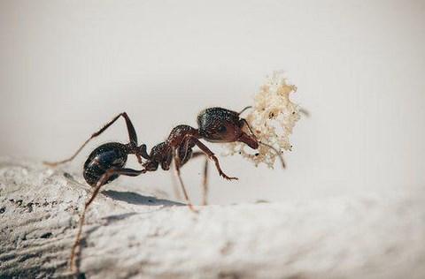 black-ant-effective ant-control