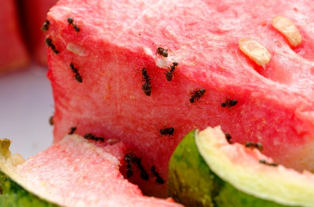 black-ants-eating-watermelon