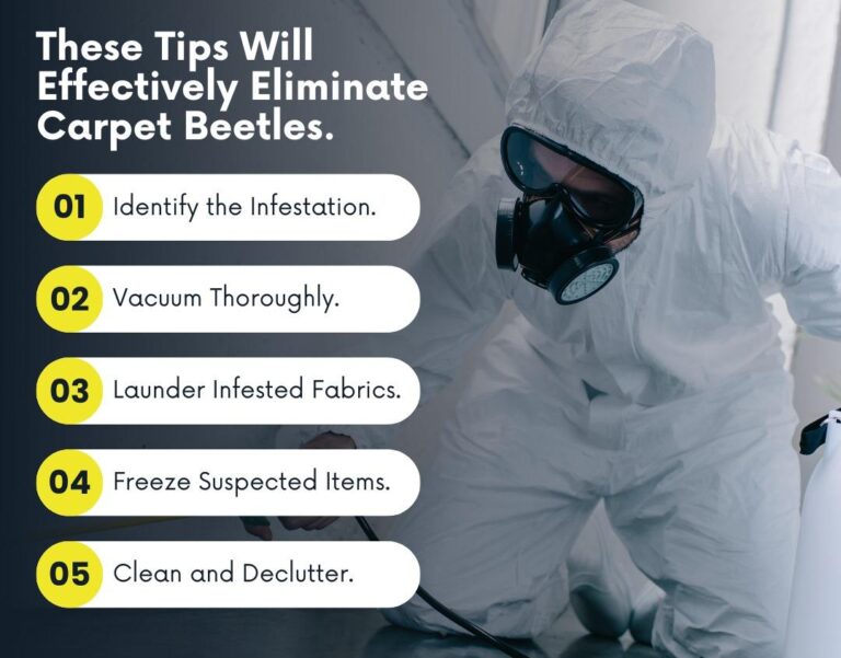 Owl Pest Control Dublin can help you to get-rid-of-carpet-beetles