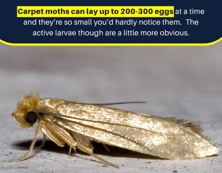 carpet-moths-lay-300-eggs