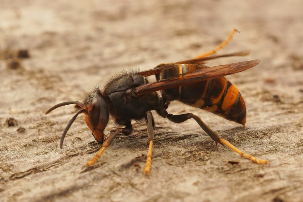 Close-up on the Asian Hornet (yellow legged) Vespa velutina