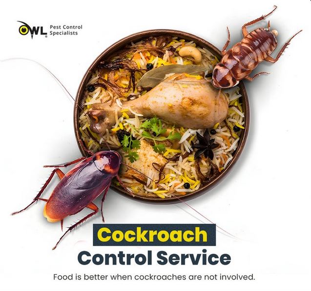 cockroach control service Owl Pest Control Dublin