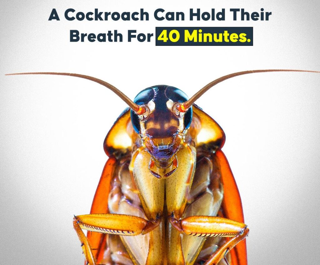 cockroaches-hold-their-breath