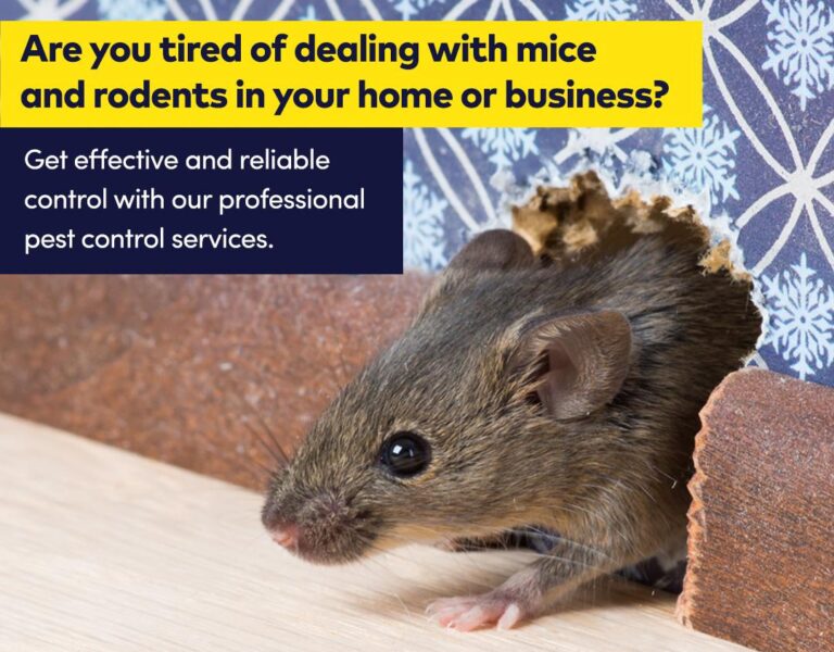 dealing-with-mice-and-rodents