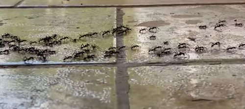 Owl Pest Control Dublin - ant infestation 4