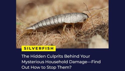get-rid-of-silverfish
