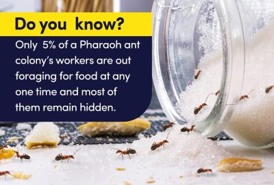 pharaoh ant infestation