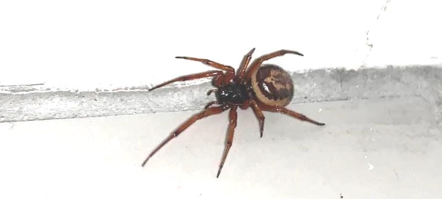 Owl Pest Control Dublin - false widow spiders ireland-2 Owl Pest Control Ireland