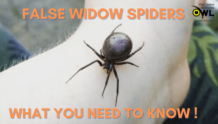 false widow spider - Owl Pest Control Ireland